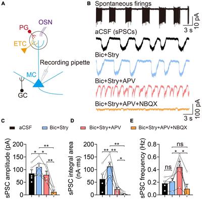 Enhanced recruitment of glutamate receptors underlies excitotoxicity of mitral cells in acute hyperammonemia